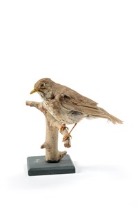 Image description is not available for 2007.2.8